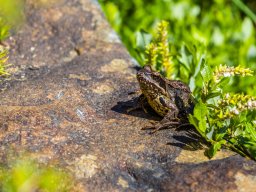 Grossglocknergebiet - Frosch